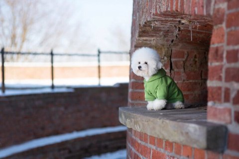 AMIPLAY Bluza Z Kapturem Texas Niebieska 45cm