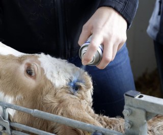 Kerbl Niebieski Koloryzujący Spray Do Pielęgnacji Skóry Kopyt I Racic 200ml