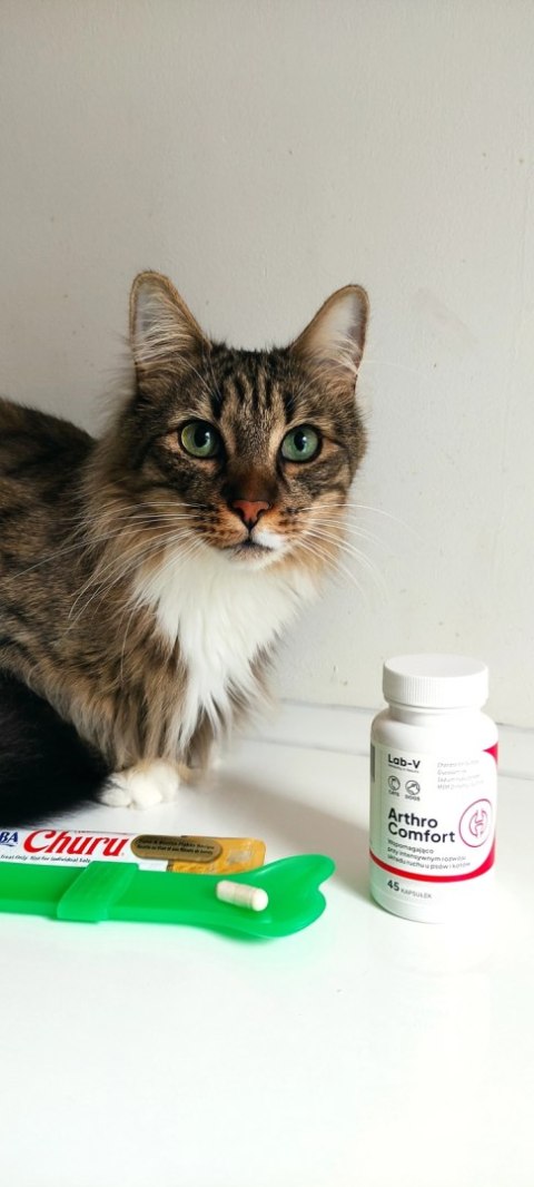 Lab-v Arthro Comfort Kompleksowe Wsparcie Zdrowia Stawów I Układu Ruchu Dla Psów I Kotów 45 Kapsułek