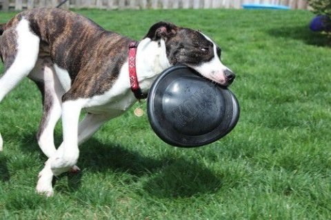 KONG Company Flyer Extreme (L) Latający Dysk Dla Psa