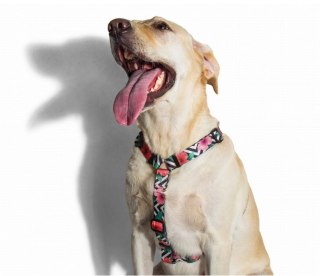 ZeeDog ZEE DOG Szelki Dla Psa Mahalo XS