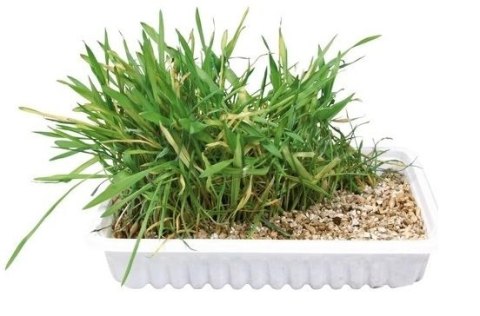 Trixie Trawa Dla Kota 100g