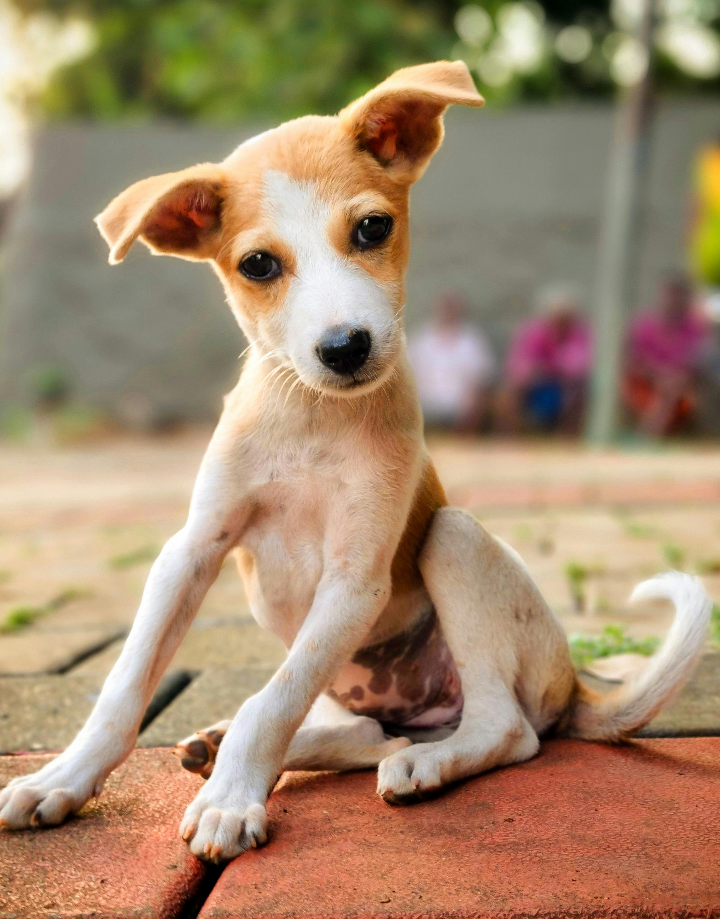 Wyprawka Co kupić dla szczeniaka? Kompletny przewodnik na start